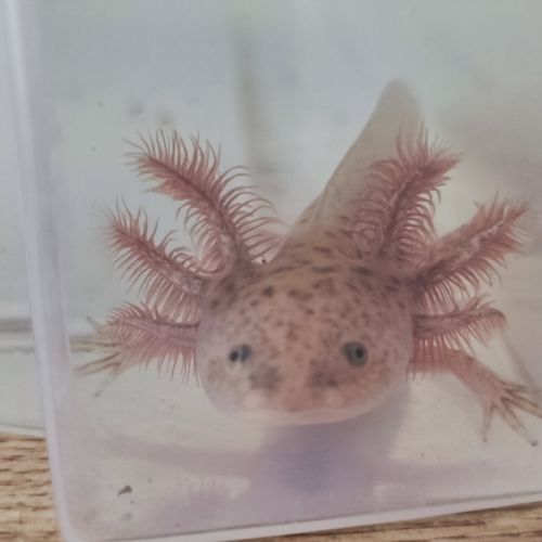 Axolotl copper #1