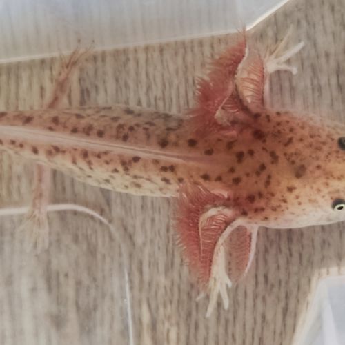 Axolotl copper #2