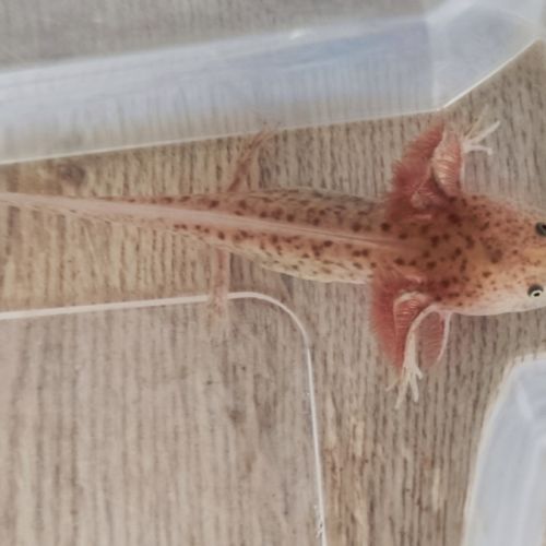 Axolotl copper