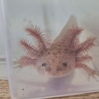 Axolotl copper #1