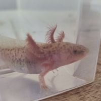 Axolotl copper #4