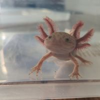 Axolotl copper
