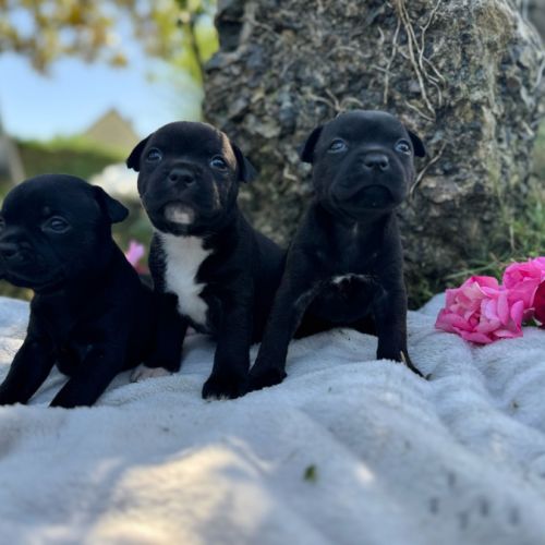 Staffordshire bull terrier lof (staffie) #3