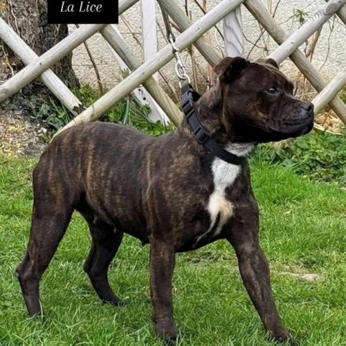 Staffordshire bull terrier lof (staffie) #4