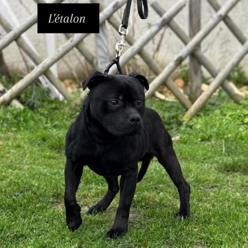 Staffordshire bull terrier lof (staffie) #5