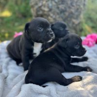 Staffordshire bull terrier lof (staffie) #1