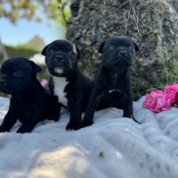 Staffordshire bull terrier lof (staffie) #3