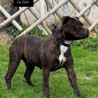 Staffordshire bull terrier lof (staffie) #4
