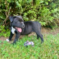 Staffordshire bull terrier lof (staffie)