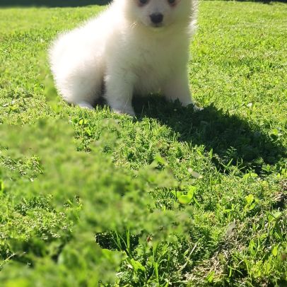 Chiot spitz #3