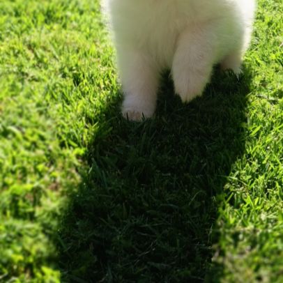 Chiot spitz #4