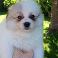 Chiot spitz #6