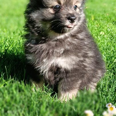 Chiot spitz #1
