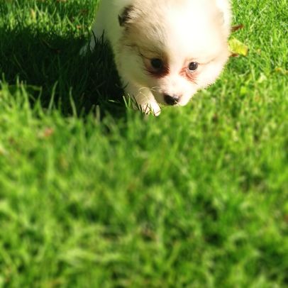 Chiot spitz #3