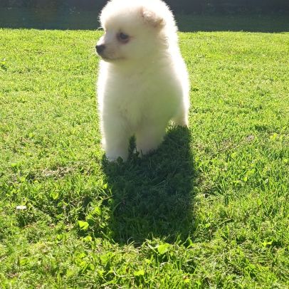 Chiot spitz #0
