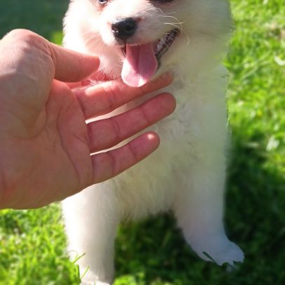 Chiot spitz #7