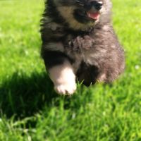 Chiot spitz #2