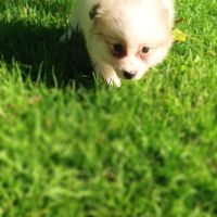 Chiot spitz #3