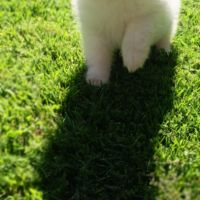 Chiot spitz #4