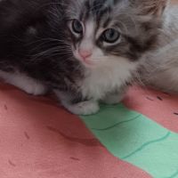 Chaton maine coon #1