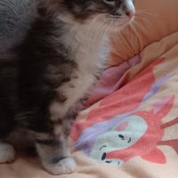 Chaton maine coon #2