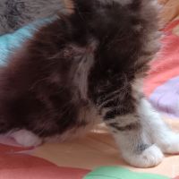 Chaton maine coon #2