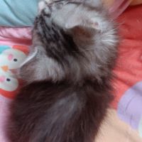 Chaton maine coon #5