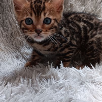 Chaton bengal #3