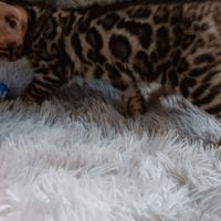 Chaton bengal
