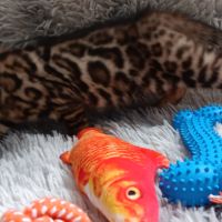 Chaton bengal #4