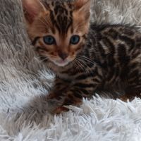 Chaton bengal