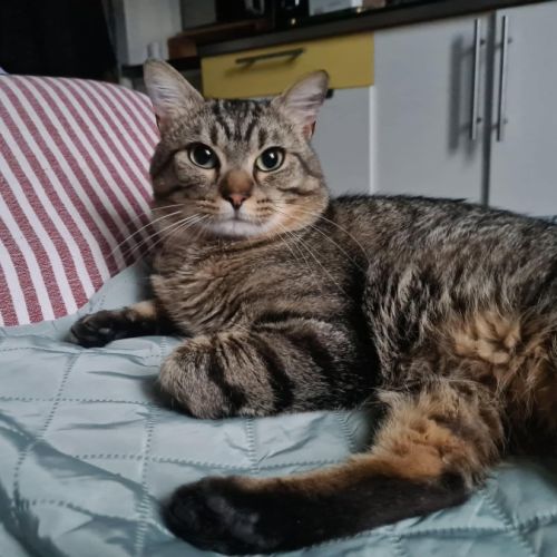 Baqara jeune chat joueur et proche de l’humain #2