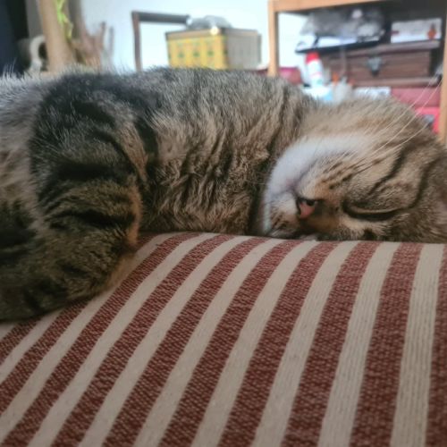 Baqara jeune chat joueur et proche de l’humain #3