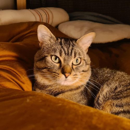 Baqara jeune chat joueur et proche de l’humain
