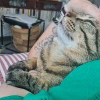 Baqara jeune chat joueur et proche de l’humain