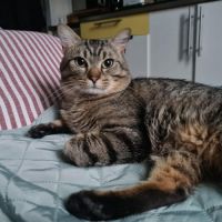 Baqara jeune chat joueur et proche de l’humain #2