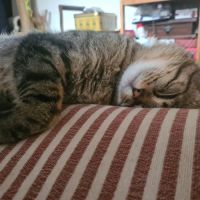 Baqara jeune chat joueur et proche de l’humain #3