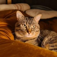 Baqara jeune chat joueur et proche de l’humain #0