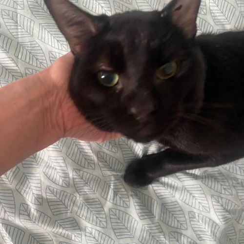 Elio jeune chat doux et câlin proche de vous #8