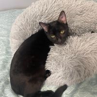 Elio jeune chat doux et câlin proche de vous #1