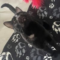 Elio jeune chat doux et câlin proche de vous #5