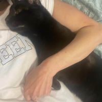 Elio jeune chat doux et câlin proche de vous #6