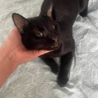 Elio jeune chat doux et câlin proche de vous #7
