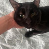 Elio jeune chat doux et câlin proche de vous #8