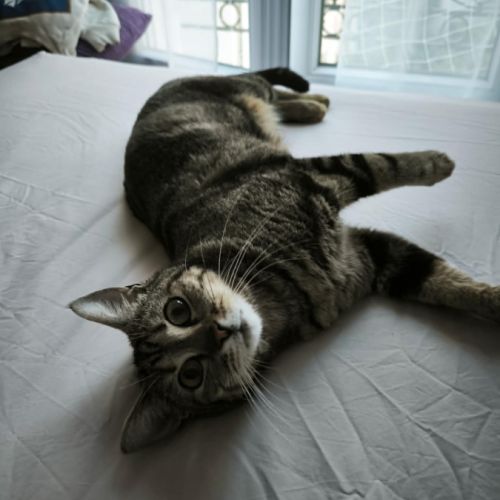 Illy jeune chatte sociable avec tout le monde #1