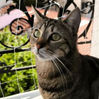 Illy jeune chatte sociable avec tout le monde