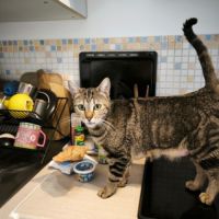 Illy jeune chatte sociable avec tout le monde #3