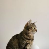 Illy jeune chatte sociable avec tout le monde #4