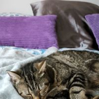 Illy jeune chatte sociable avec tout le monde #6