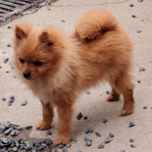 Chiot spitz nain mâle #2